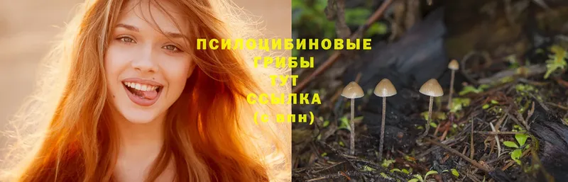 Галлюциногенные грибы Psilocybine cubensis  закладка  Макушино 